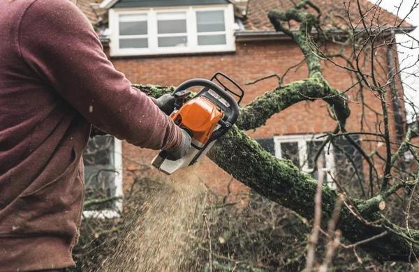 Local Tree Service Near Me Fast & Efficient