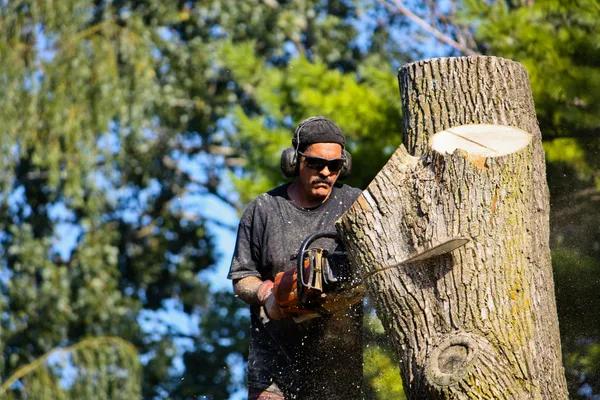 Dependable Tree Service Janesville for Safe Tree Cutting Solutions